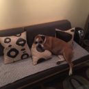 Gracie The Boxdog